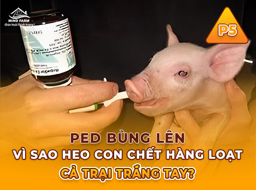 Phần 5: Phòng bệnh PED bằng autovaccine – Giải pháp chủ động giảm thiệt hại