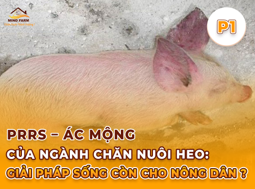 Phần 1: PRRS là gì? Mức độ nguy hiểm và cơ chế lây lan trong trại heo