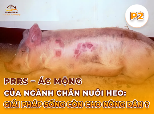 Phần 2: Triệu chứng bệnh PRRS ở heo theo từng nhóm tuổi