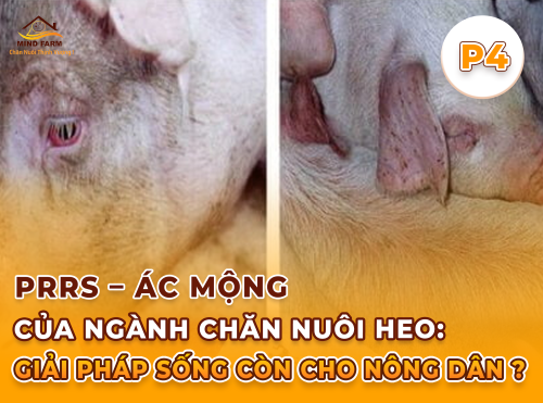 Phần 4: Phác đồ điều trị PRRS trong trại – Làm gì khi đã có dịch?