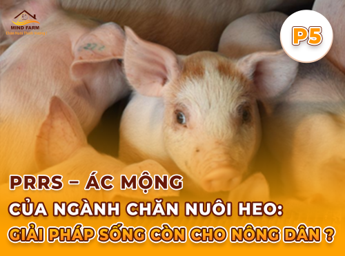 Phần 5: Phòng bệnh PRRS bằng vắc-xin – Tiêm đúng, tiêm đủ?