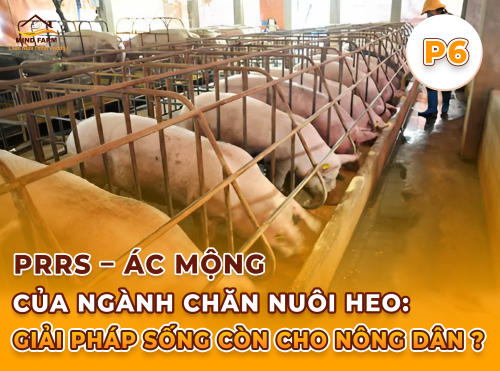 Phần 6: Tăng hiệu quả phòng PRRS bằng kết hợp an toàn sinh học