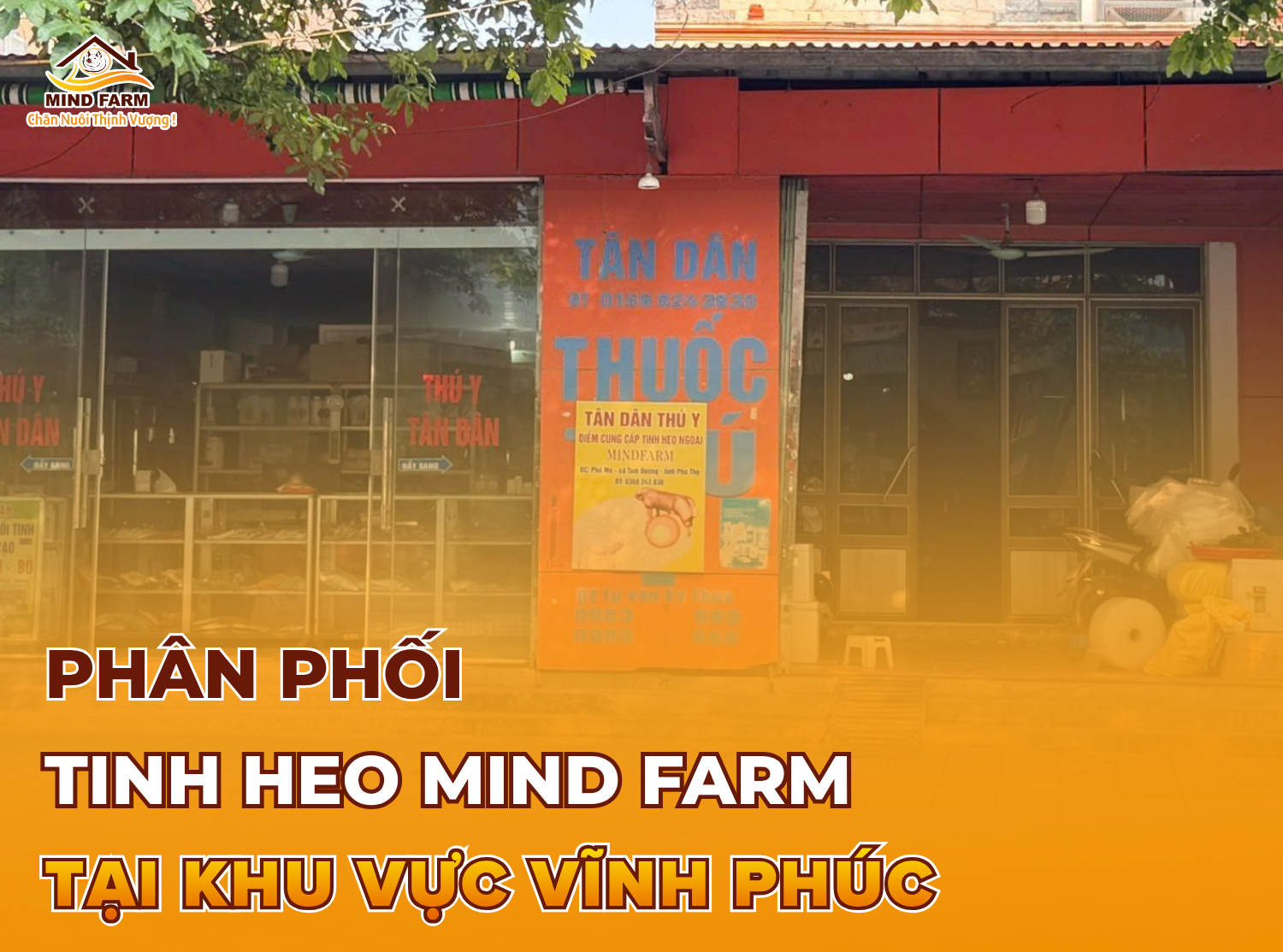 [ĐẠI LÝ SỐ 408] Phân phối tinh heo Mind Farm tại Vĩnh Phúc