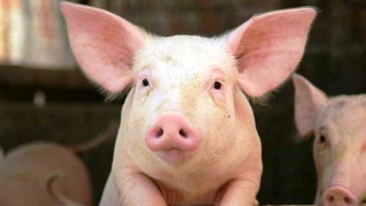 Phần 2: Nhận diện triệu chứng bệnh giả dại ở từng nhóm heo
