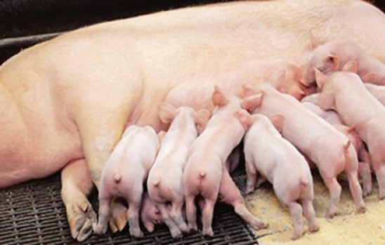 Phần 1: Nhận biết sớm hội chứng viêm vú – viêm tử cung – mất sữa ở nái sau sinh
