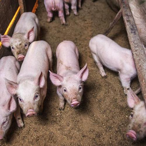 Phần 4: Phác đồ điều trị PRRS trong trại – Làm gì khi đã có dịch?