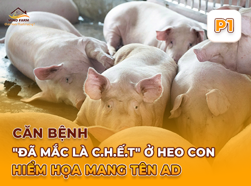 Phần 1: Bệnh giả dại trên heo là gì? Mức độ nguy hiểm và cơ chế lây lan