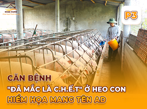 Phần 3: Chẩn đoán PED – Dấu hiệu cần biết để xử lý đúng bệnh