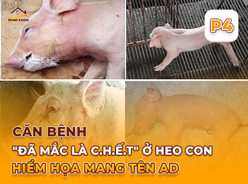 Phần 4: Kiểm soát và loại trừ bệnh giả dại trong trại chăn nuôi