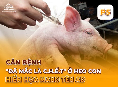 Phần 5: Lịch tiêm vắc-xin phòng bệnh giả dại theo từng đối tượng trong trại