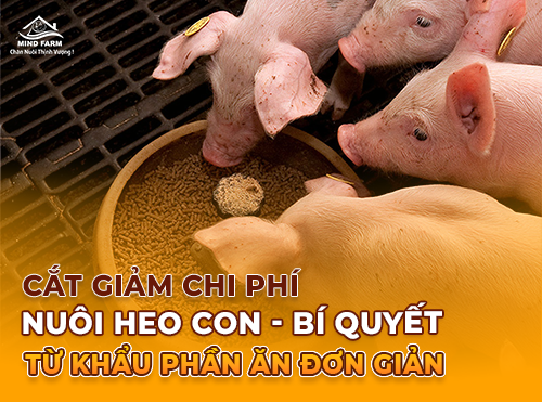Giảm thiểu gánh nặng lớn trong chăn nuôi heo con?