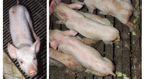 Phần 1: Bệnh cầu trùng ở heo con – Hiểu đúng để điều trị và phòng ngừa hiệu quả