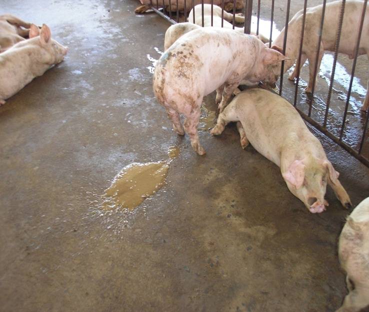 Phần 3: Cách điều trị và kiểm soát tiêu chảy do Balantidium coli trên heo