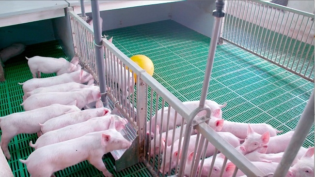 Phần 1: An toàn sinh học trong chăn nuôi heo – Ngăn bệnh từ cổng trại đến từng ô chuồng