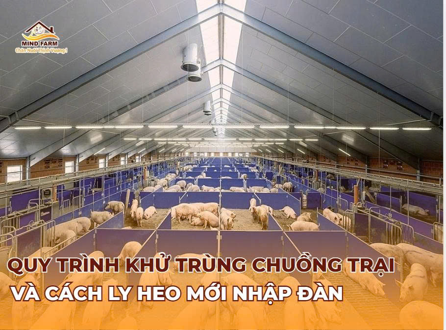 Quy trình khử trùng chuồng trại và cách ly heo mới nhập đàn