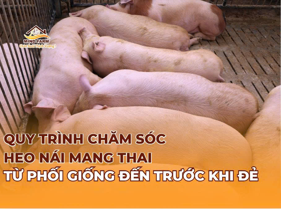 Quy trình chăm sóc heo nái mang thai từ phối giống đến trước khi đẻ
