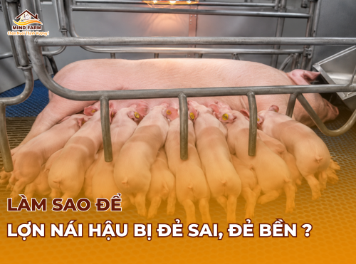 Làm sao để lợn nái hậu bị đẻ sai, đẻ bền?