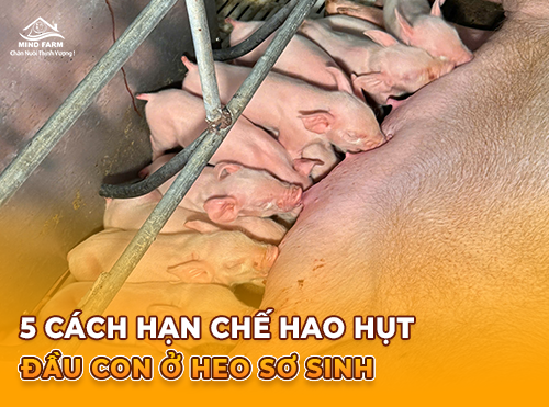 5 Cách Hạn Chế Hao Hụt Đầu Con Ở Heo Sơ Sinh