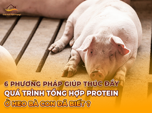 6 Phương Pháp Giúp Thúc Đẩy Quá Trình Tổng Hợp Protein Ở Heo Bà Con Đã Biết?