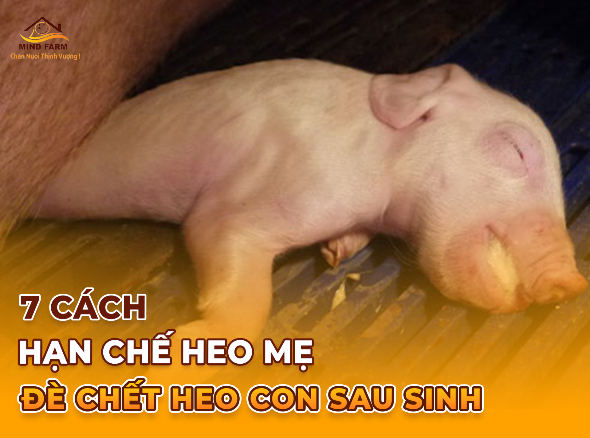 7 Cách Hạn Chế Heo Mẹ Đè Chết Heo Con Sơ Sinh