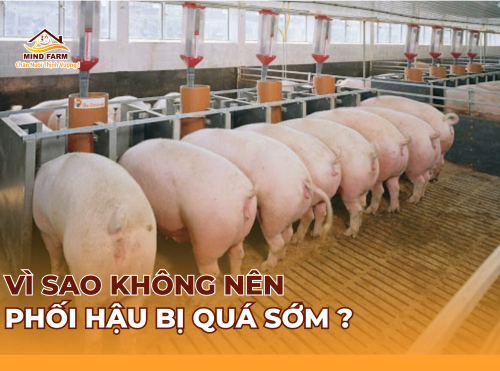 Vì sao không nên phối giống heo hậu bị quá sớm? 