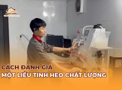 Cách đánh giá một liều tinh heo chất lượng