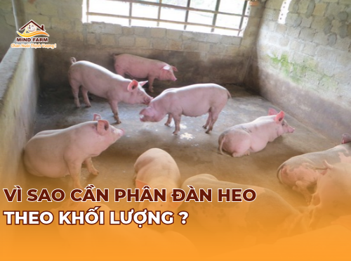 Vì sao cần phân đàn heo theo khối lượng?