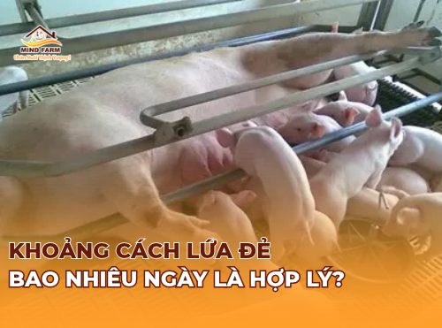 Khoảng cách lứa đẻ bao nhiêu ngày là hợp lý?