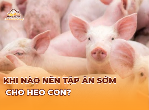 Khi nào nên tập ăn sớm cho heo con?