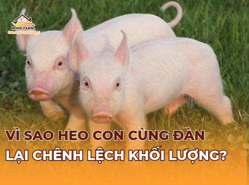 Vì sao heo con cùng đàn lại chênh lệch khối lượng?