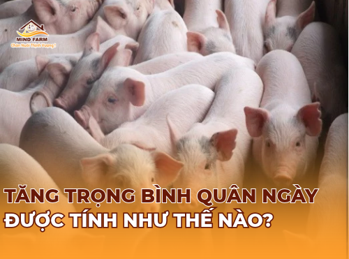 Tăng trọng bình quân ngày được tính như thế nào?