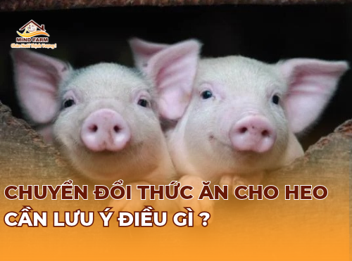 Chuyển đổi thức ăn cho heo cần lưu ý điều gì?