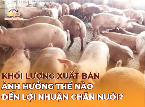 Khối lượng xuất bán ảnh hưởng thế nào đến lợi nhuận chăn nuôi?