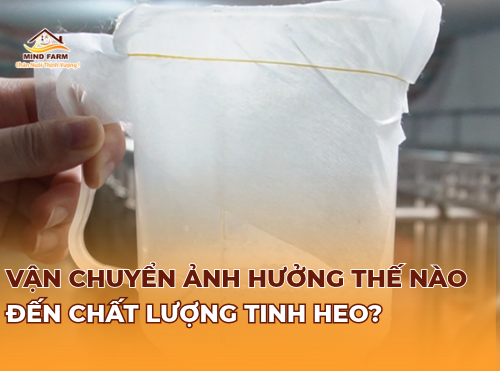 Vận chuyển ảnh hưởng thế nào đến chất lượng tinh heo?