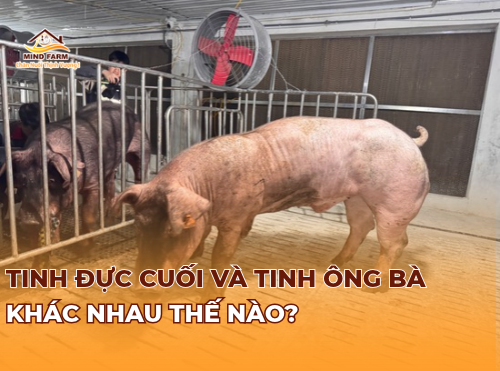 Tinh đực cuối và tinh ông bà khác nhau thế nào?