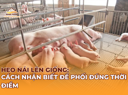 Heo Nái Lên Giống: Cách Nhận Biết Để Phối Đúng Thời Điểm 