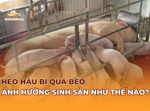 Heo hậu bị quá béo ảnh hưởng sinh sản thế nào?
