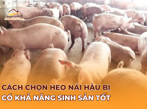 Cách chọn heo nái hậu bị có khả năng sinh sản tốt