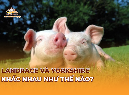 Landrace và Yorkshire khác nhau như thế nào?