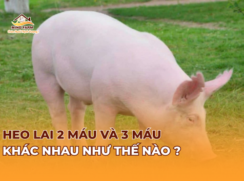 Heo lai 2 máu và 3 máu khác nhau như thế nào ?