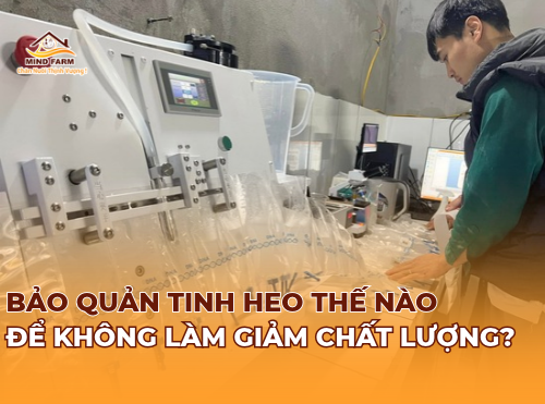 Bảo quản tinh heo thế nào để không làm giảm chất lượng? 
