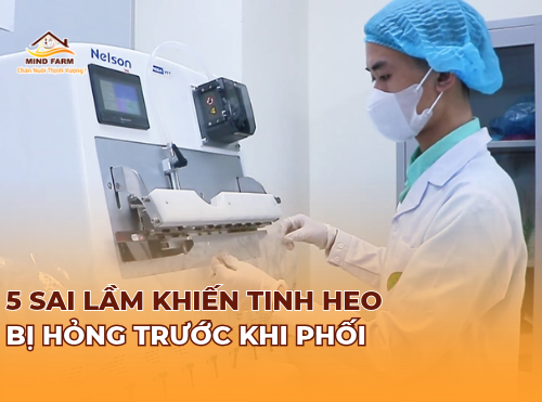5 sai lầm khiến tinh heo bị hỏng trước khi phối
