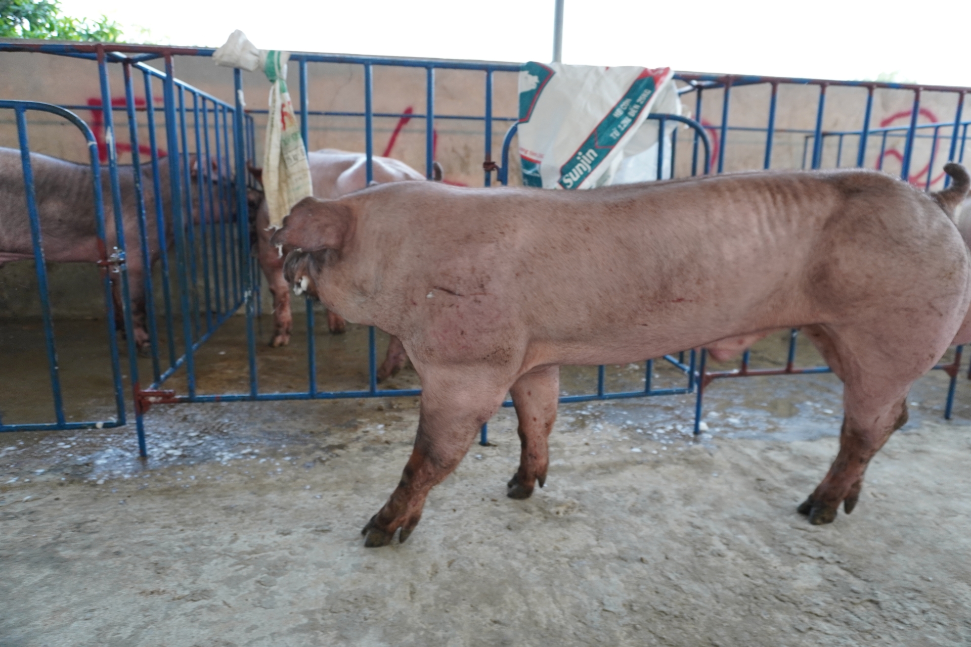 DUROC 3611
