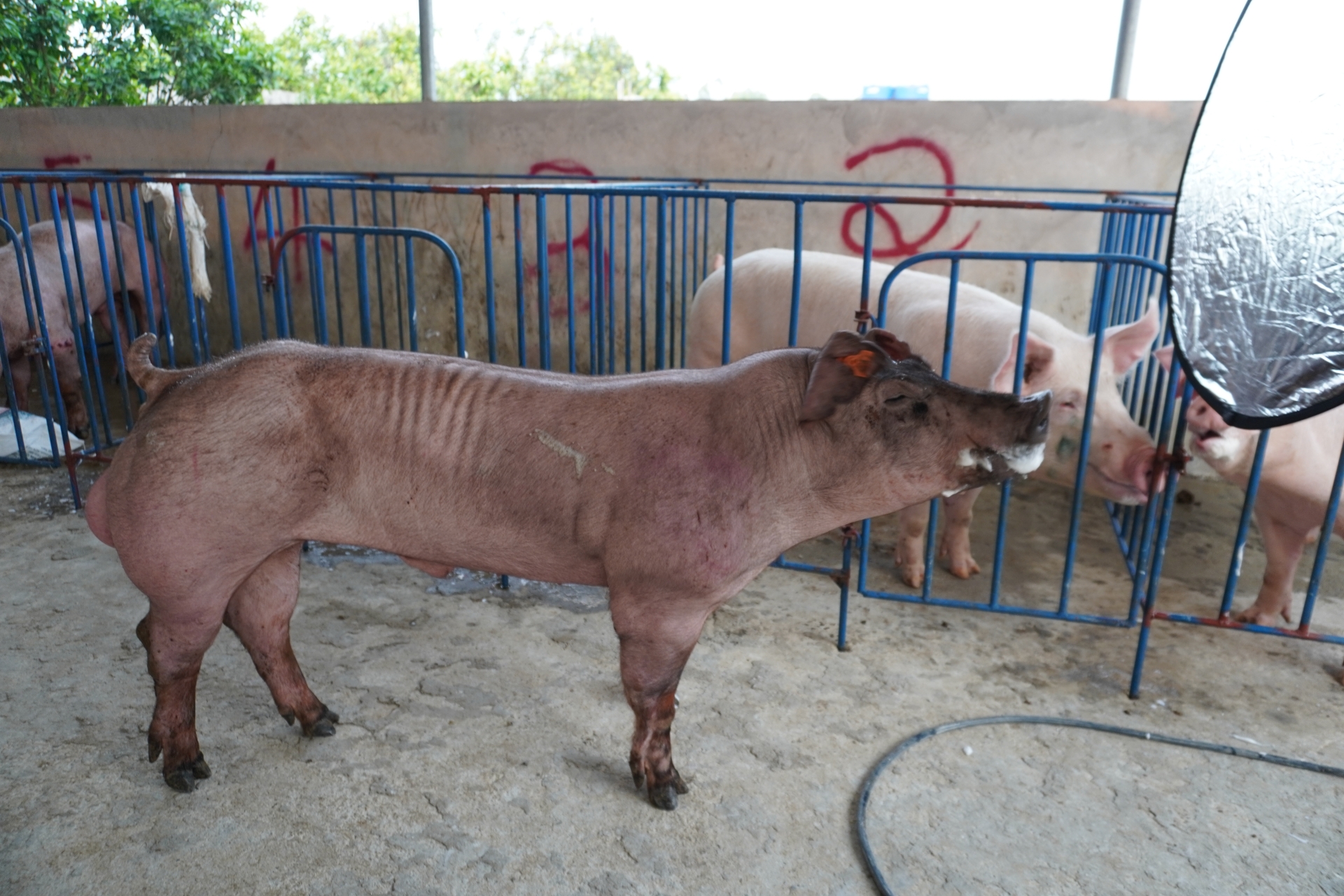 DUROC 3042