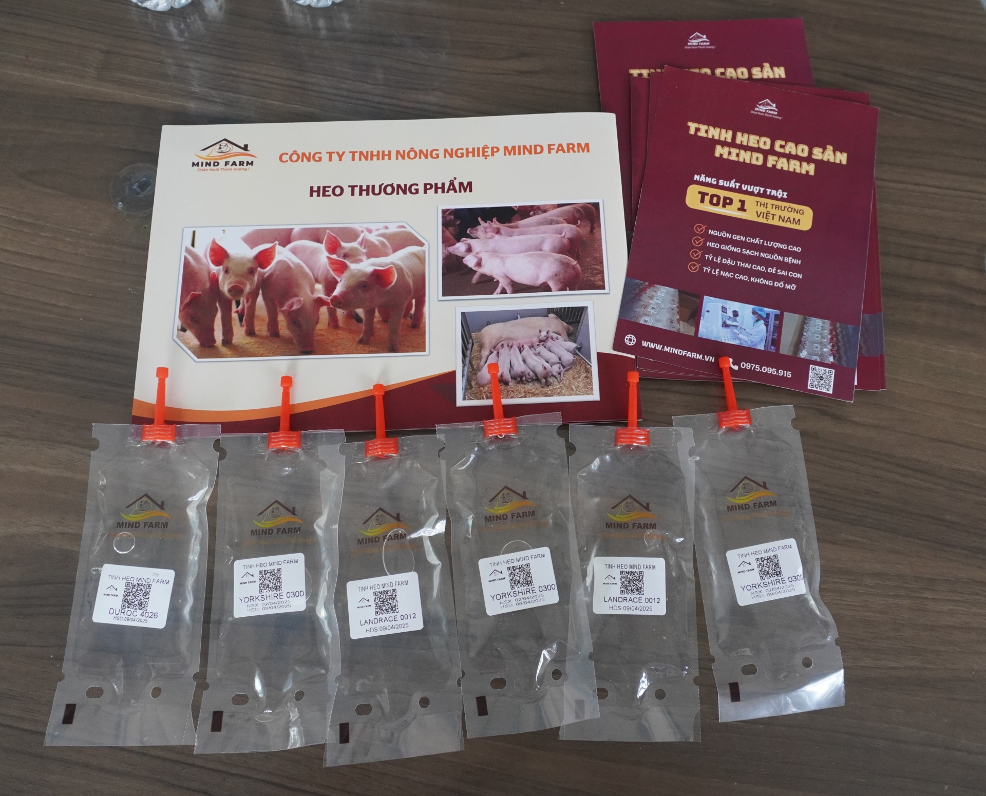 Quy Trình Khai Thác Và Sản Xuất Tinh Heo Tại Mind Farm