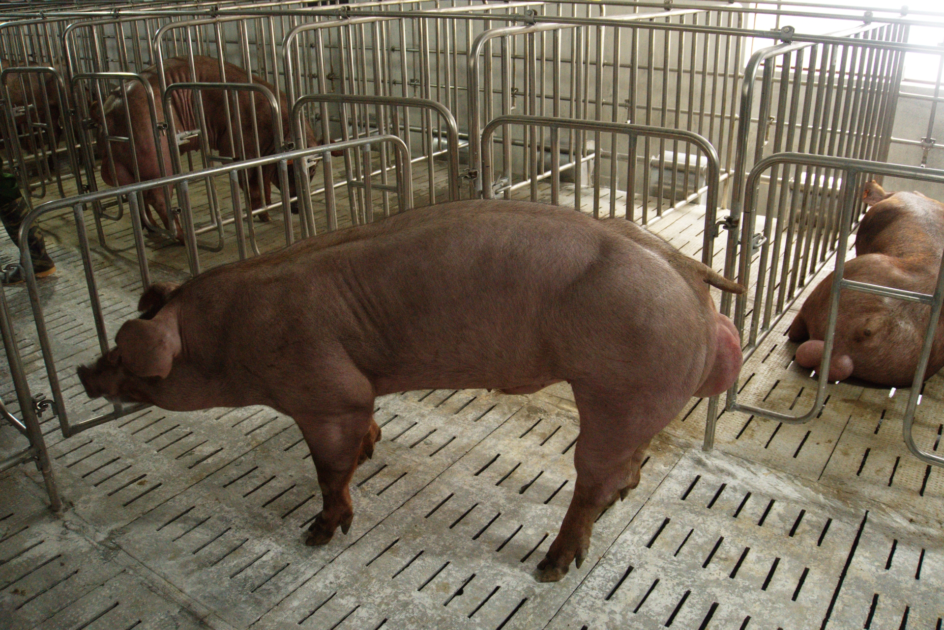 Heo đực giống MF3618