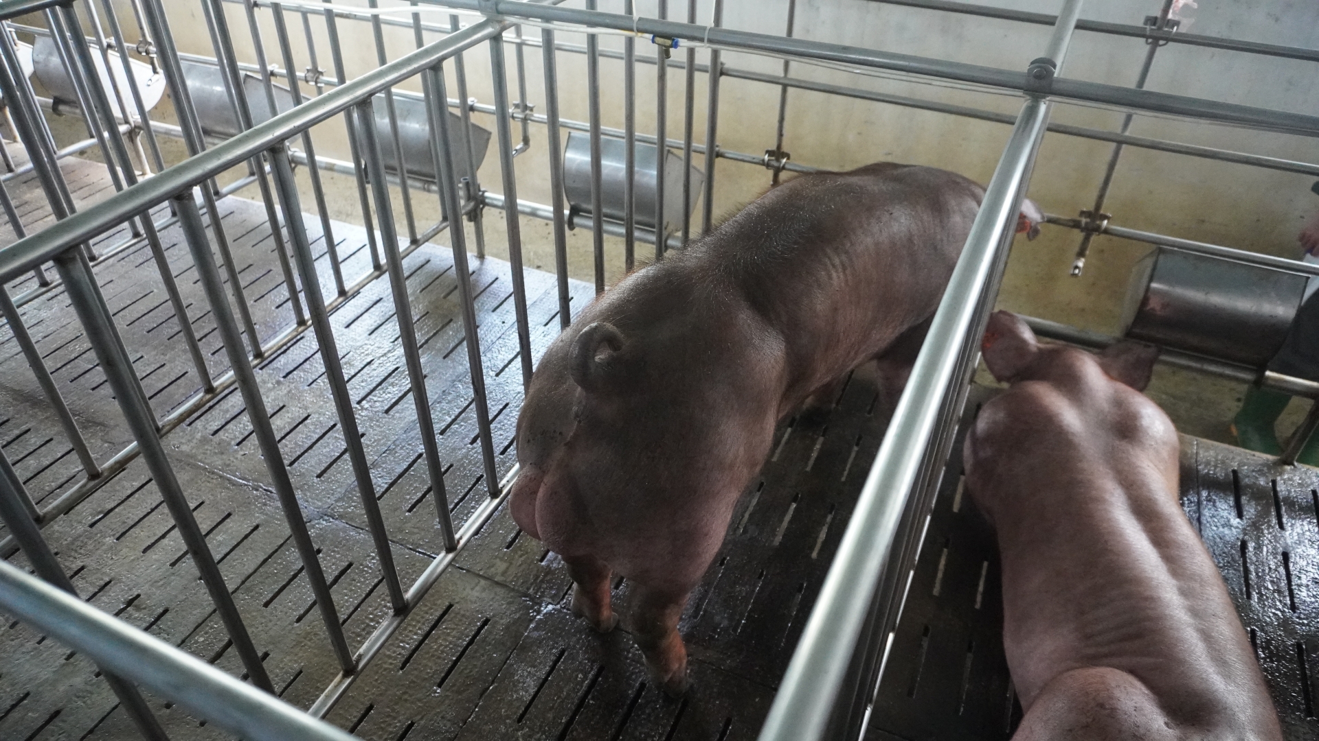 DUROC 3385
