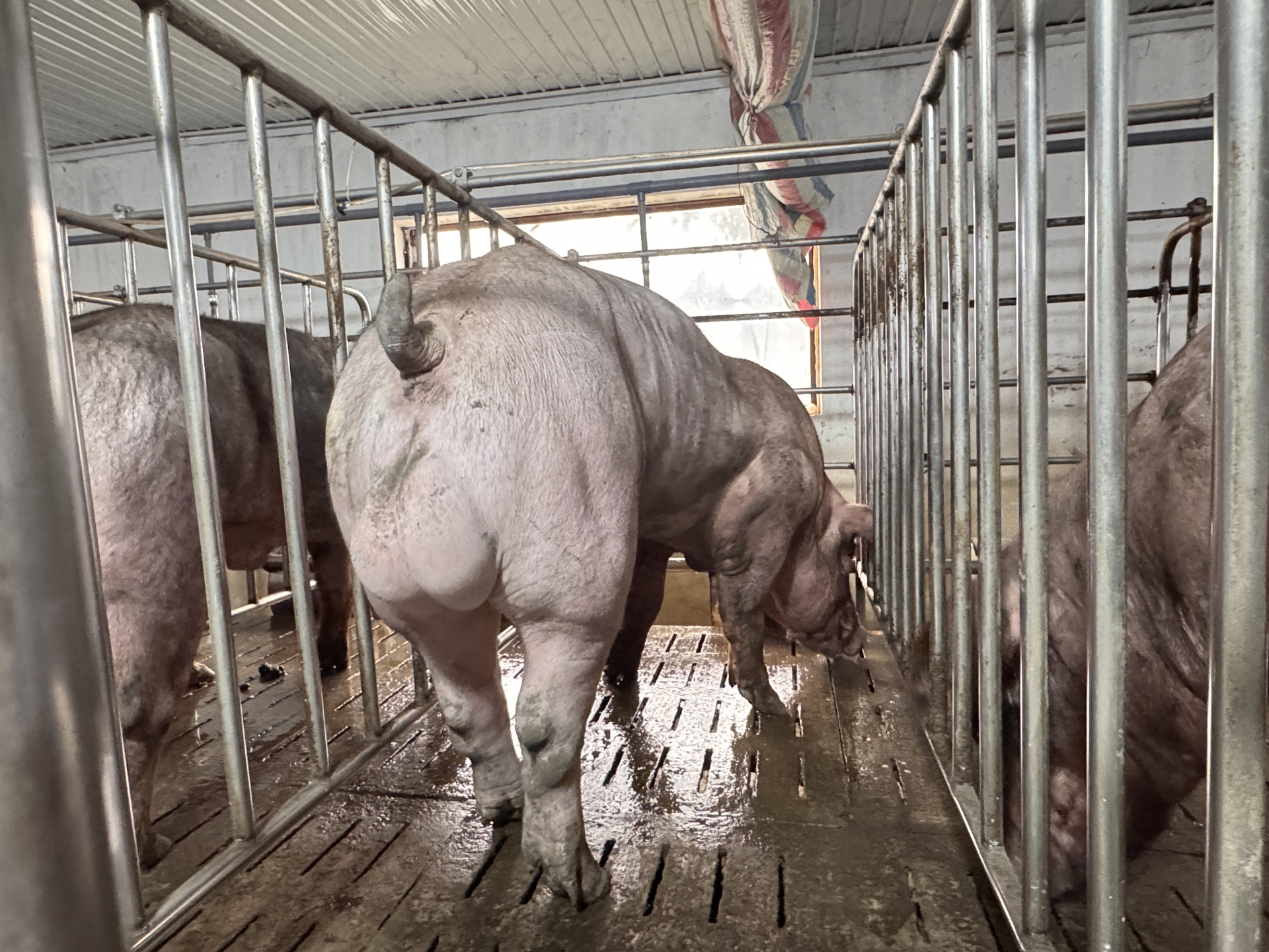 DUROC 6096