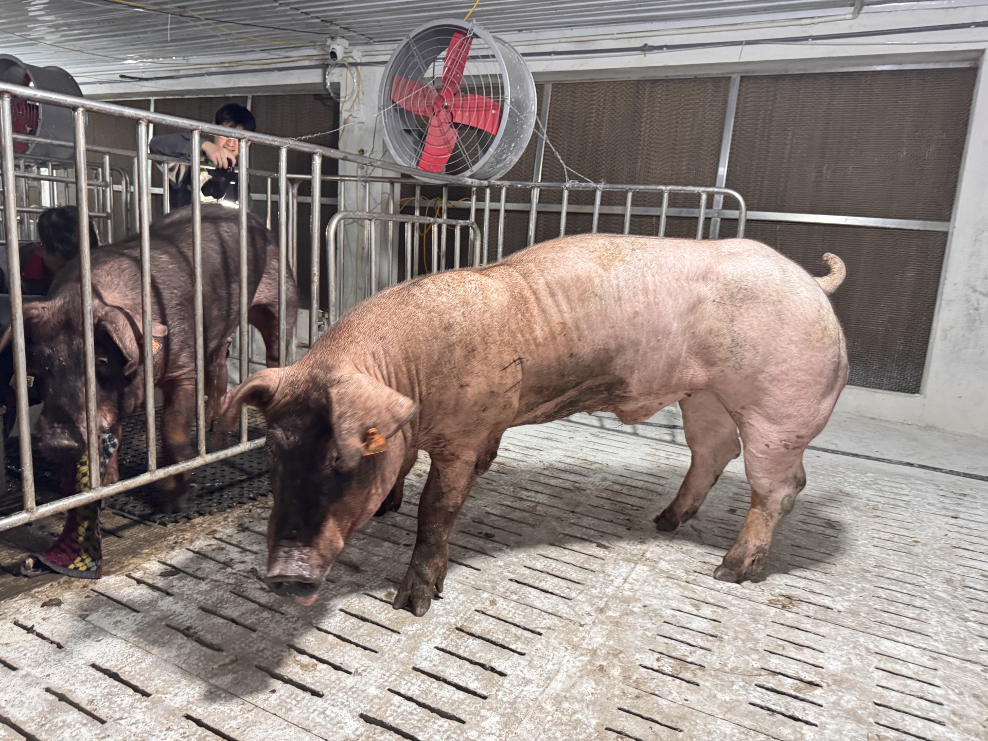 DUROC 3331