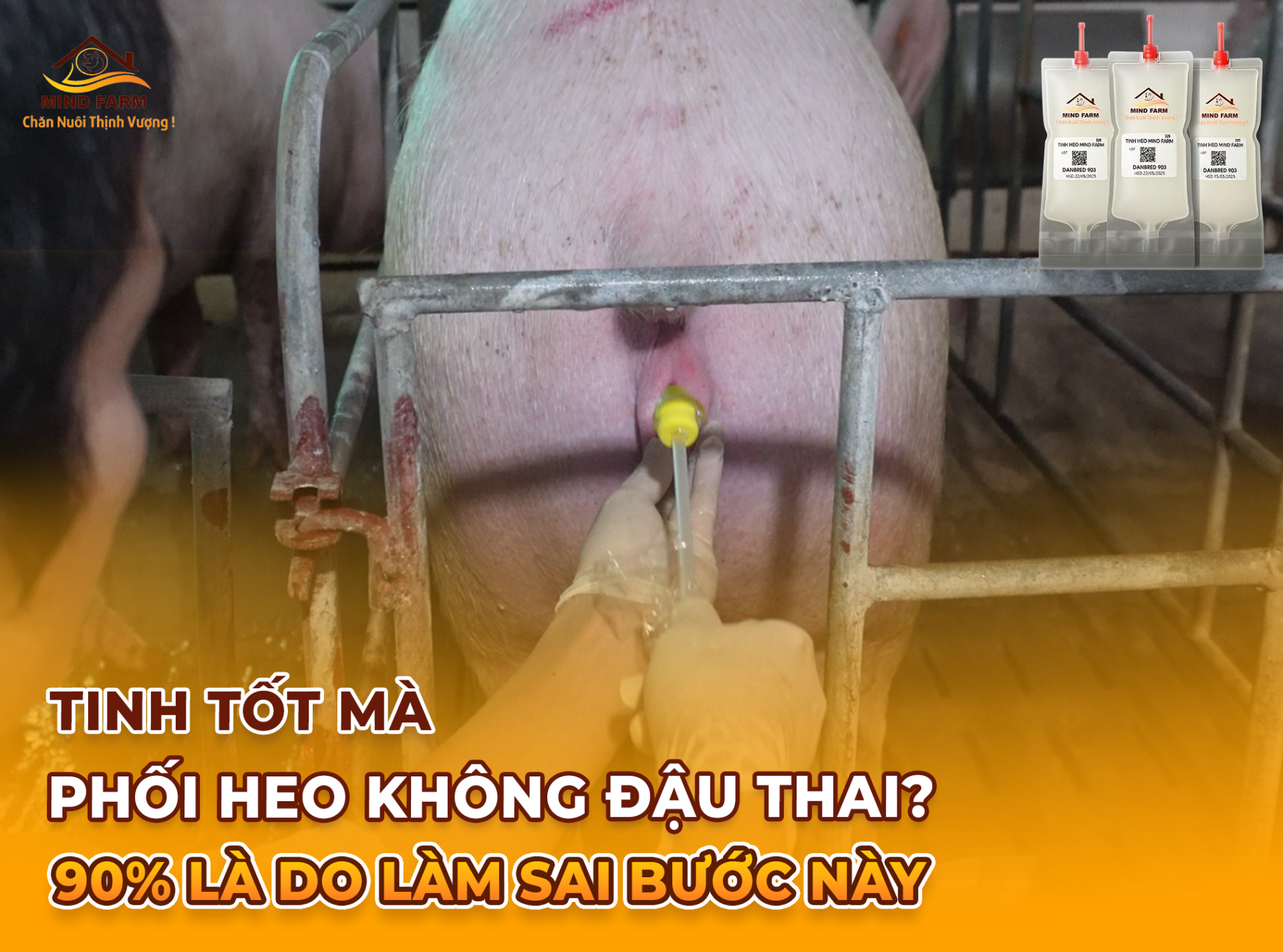 Tinh tốt mà phối heo không đậu thai? 90% là do làm sai bước này